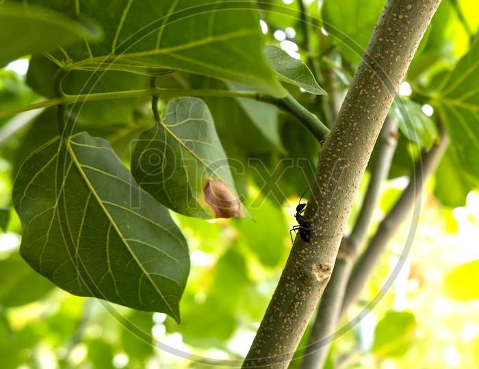 Millettia Pinnata Tree Hosts Many Insects