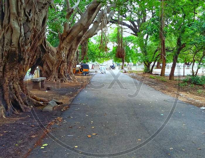 Street and Banyan tree