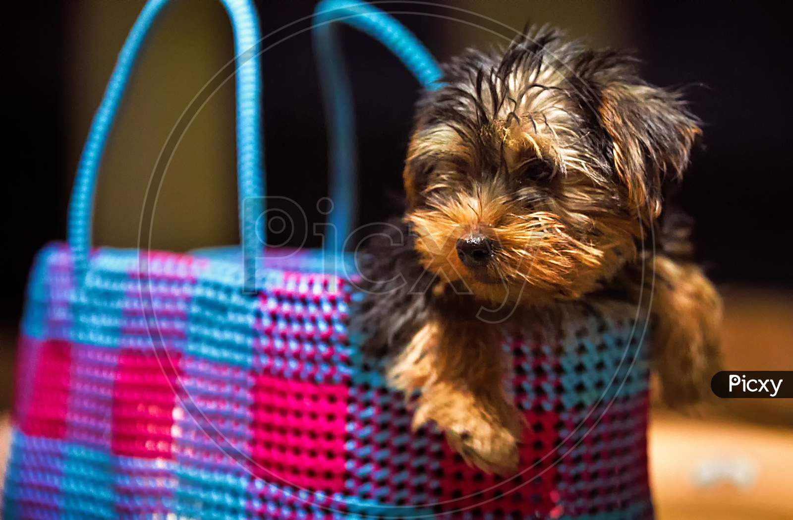 Little morkie puppy dog sitting in basket