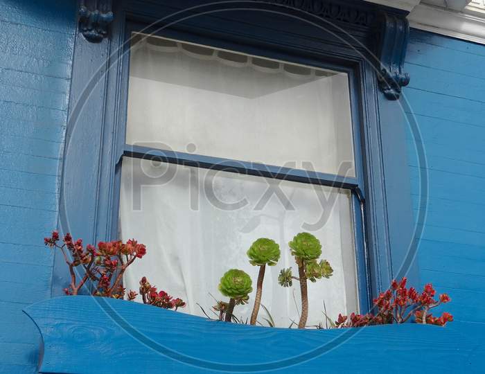 San Francisco House Window With Succulent Plants