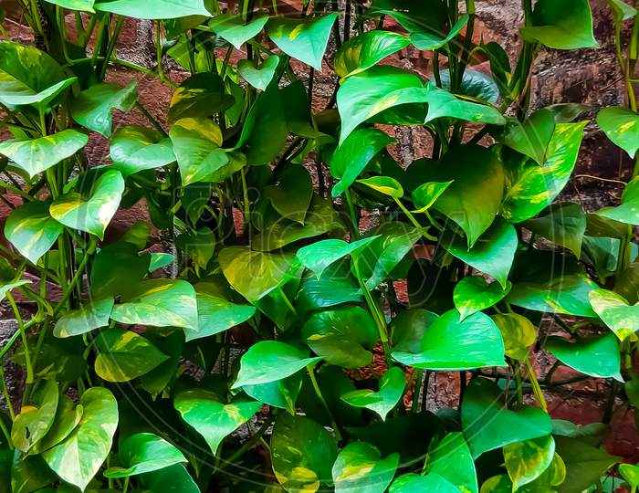 selective focus on beautiful green vines of money plant or Devil's ivy or Pothos Plant are decorated in the home