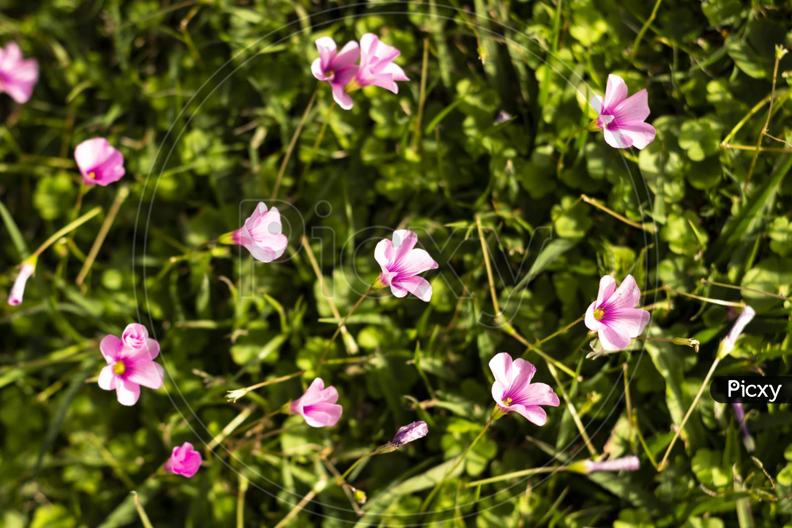 Small And Delicate Pink Wildflowers. Flowers Scattered On The Grass.