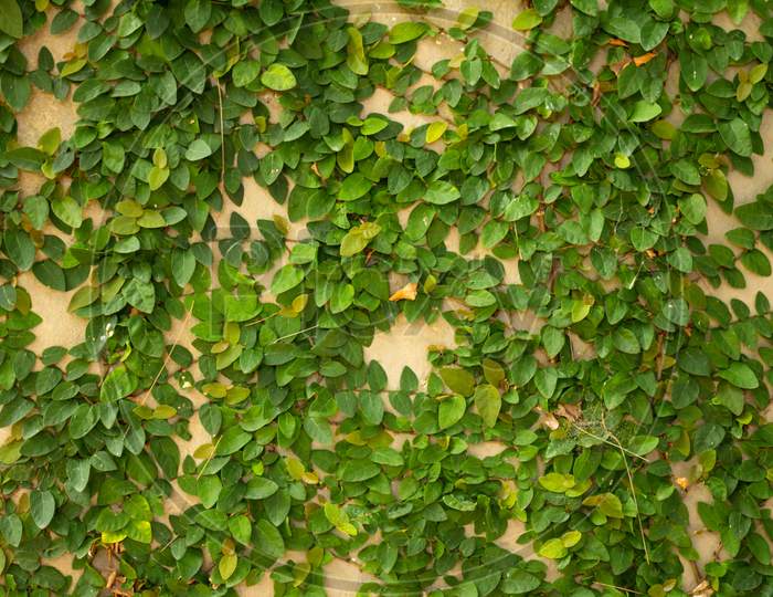 Beautiful Ivy Covering A Sunny Wall. Plant Attached To A Wall.
