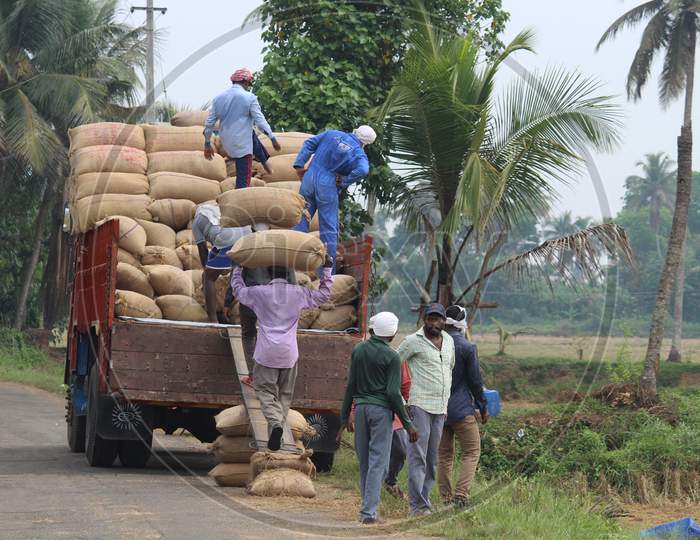September 2017. Harvested puncha crop loading to the lorry in kuttanad, Alappuzha