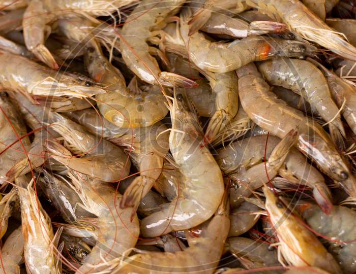 Countless Fresh Shrimp. Fresh Marine Food. Proteins Of Animal Origin.