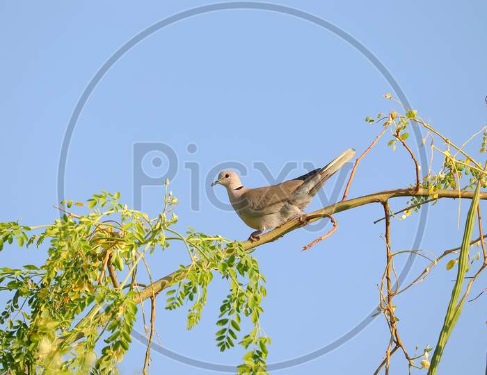 Dove Walking On Tree Branch Of Moringa Oleifera