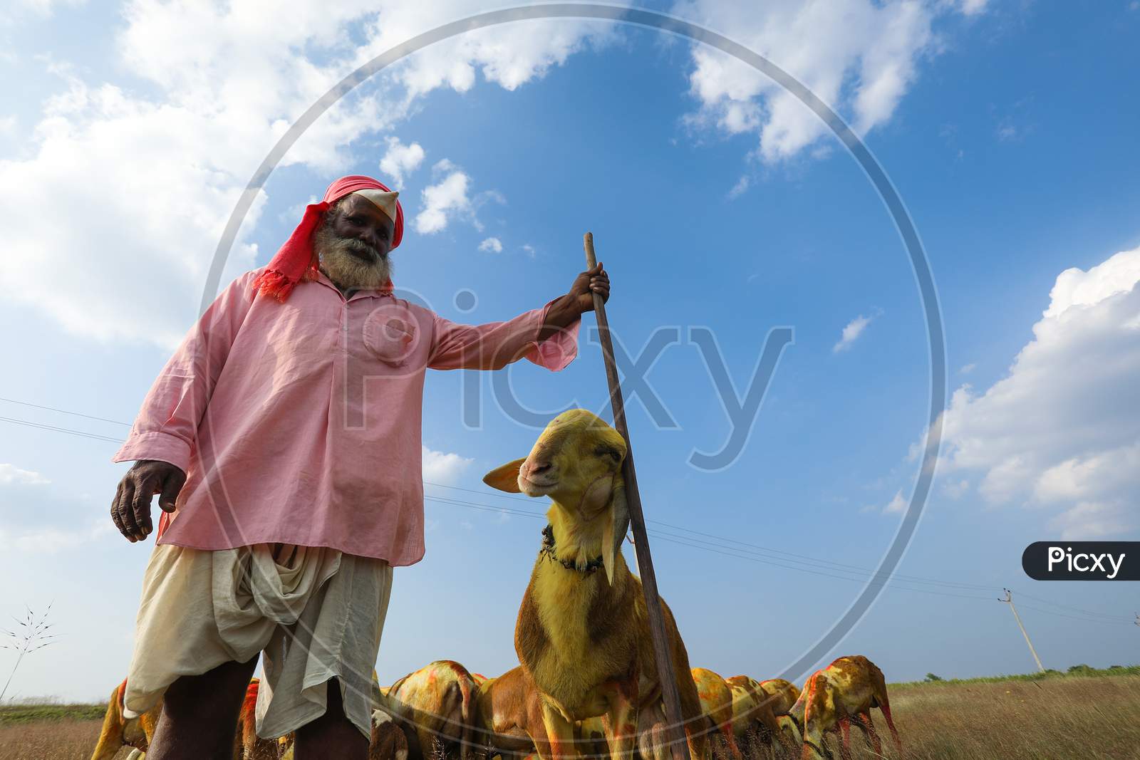 Indian Shepherd farmer standing with stick in hand with a herd of goats for grazing