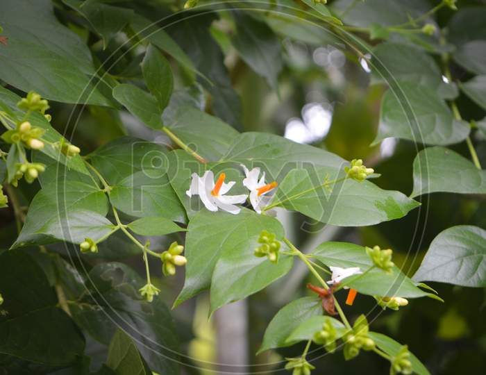A seasonal flower of Assam, India.