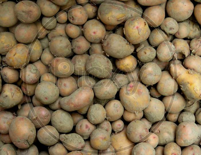 close up of a lot of potatoes in filed,Raw potatoes, Isolated Potatoes in the filed, Raw potatoes are more likely to cause digestive issues and may contain more antinutrients and harmful compounds.