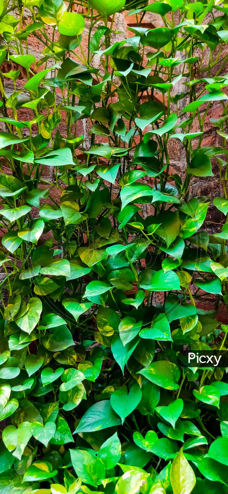 selective focus on beautiful green vines of money plant or Devil's ivy or Pothos Plant are decorated in the home