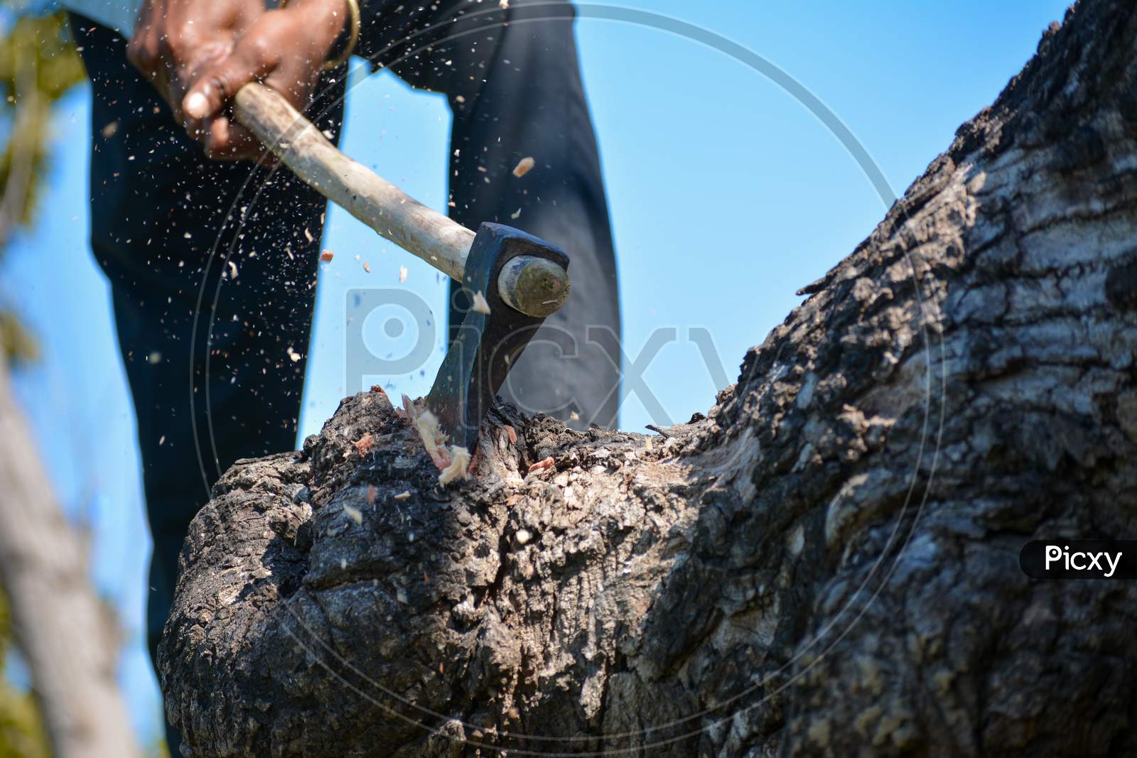Lumberjack cutting tree with axe in the forest