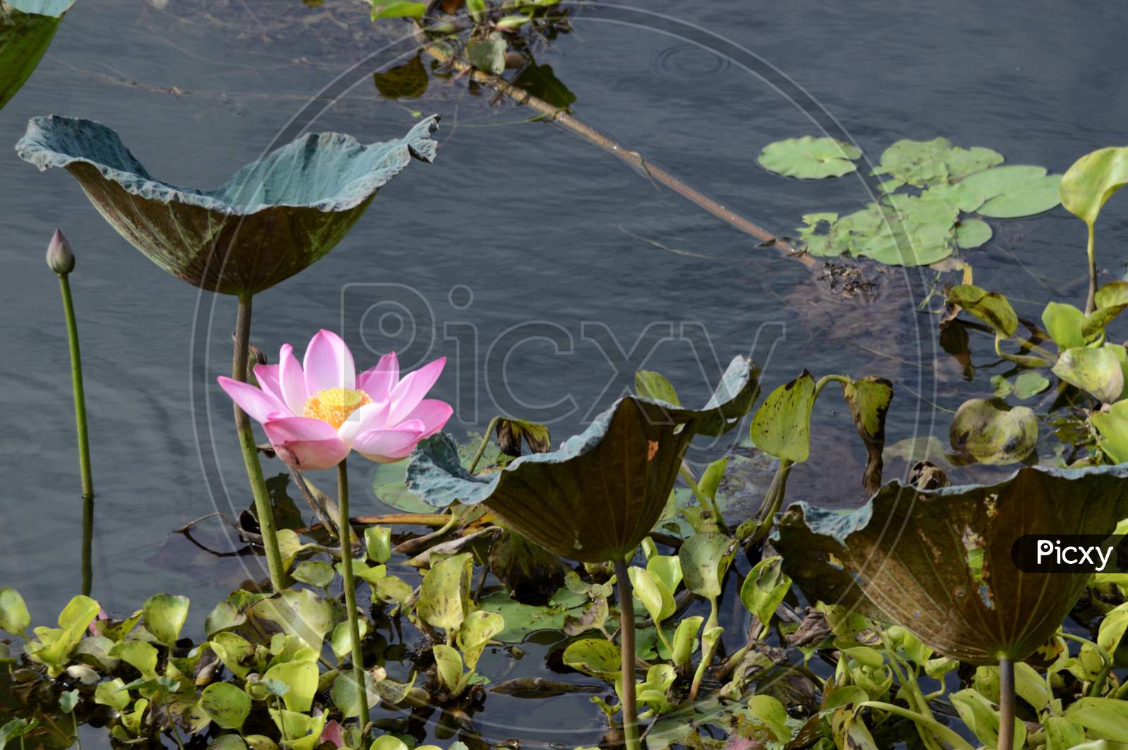 Water Lotus Flower