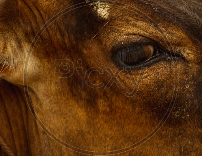 Cow Face Portrait Of A Brown Cow With Sharpe Open Eye Isolated On Green Green Background.
