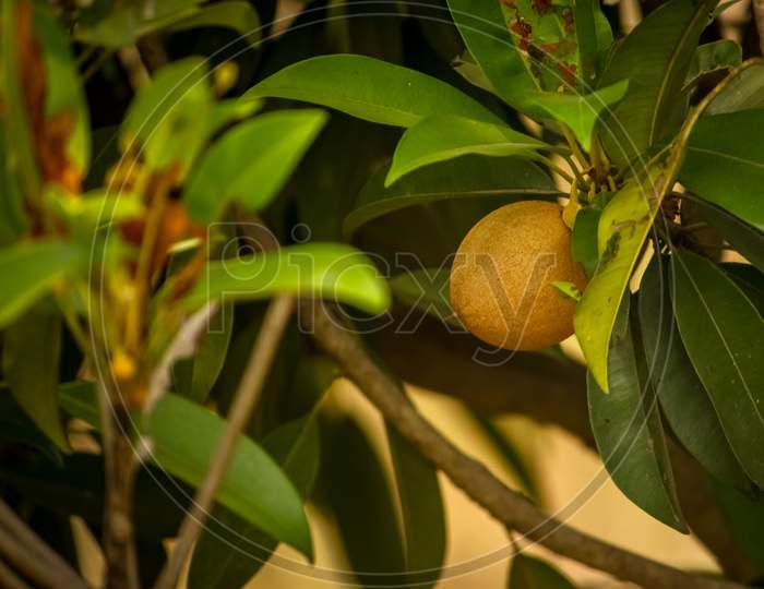 Sapodilla Fruit / Chikoo Fruit On The Tree With Green Leafs On Sapodilla Garden. Manilkara Zapota, Commonly Known As Sapodilla, Sapota, Chikoo, Naseberry, Or Nispero Is A Long-Lived