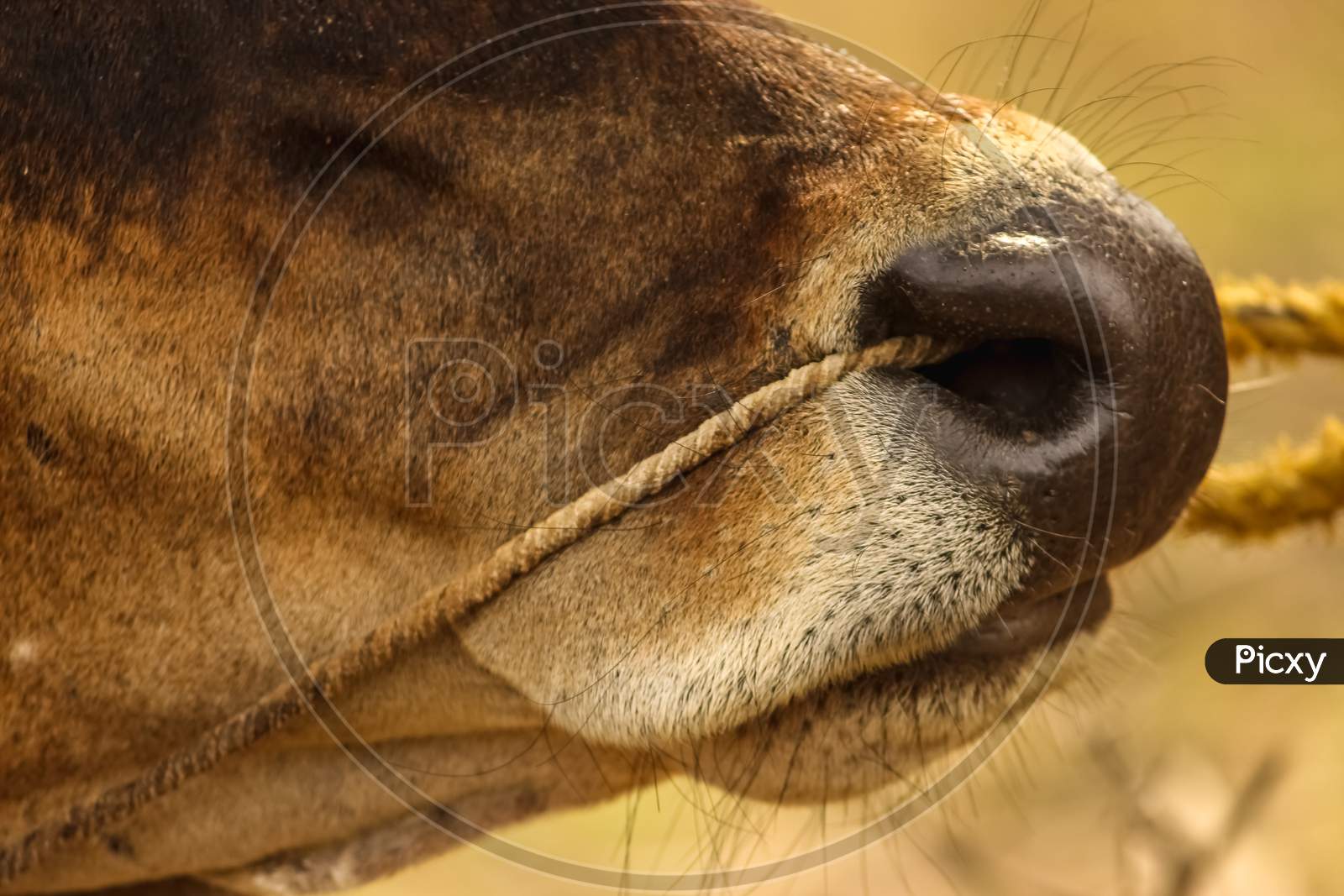Close Up Of Cow Nose With Rope On Cow Face Isolated On Nature Background. Indian Cow Nose With Rope.