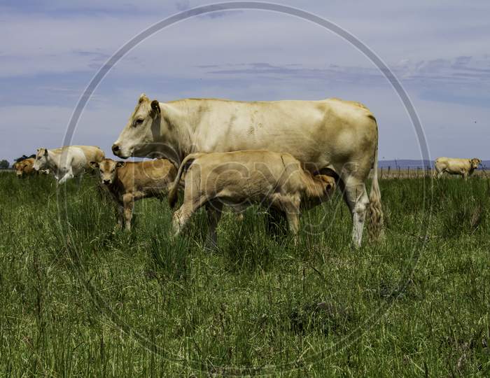 Beige Cows Of The Blonde Aquitaine Breed. Little Calf In The Group. Field Landscape With Cattle Breeding. Non-Vegetarian Food.