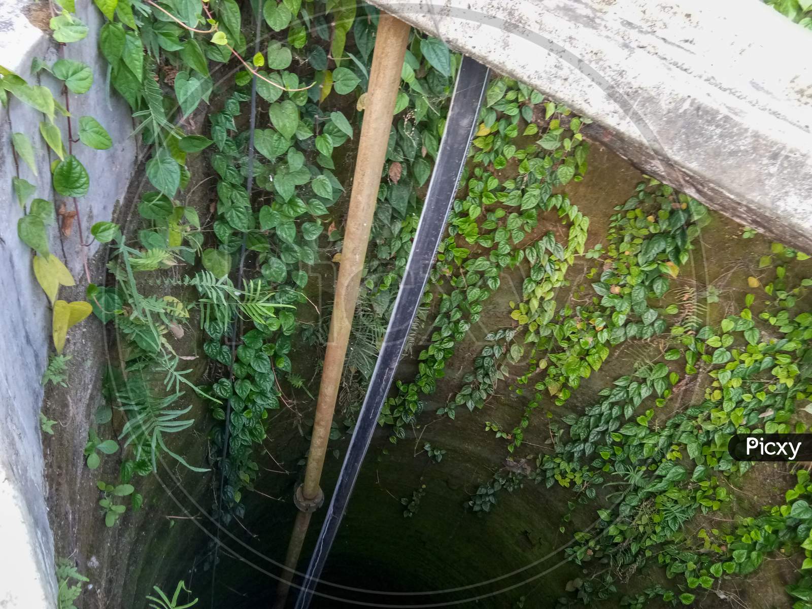Little forest growing in the well