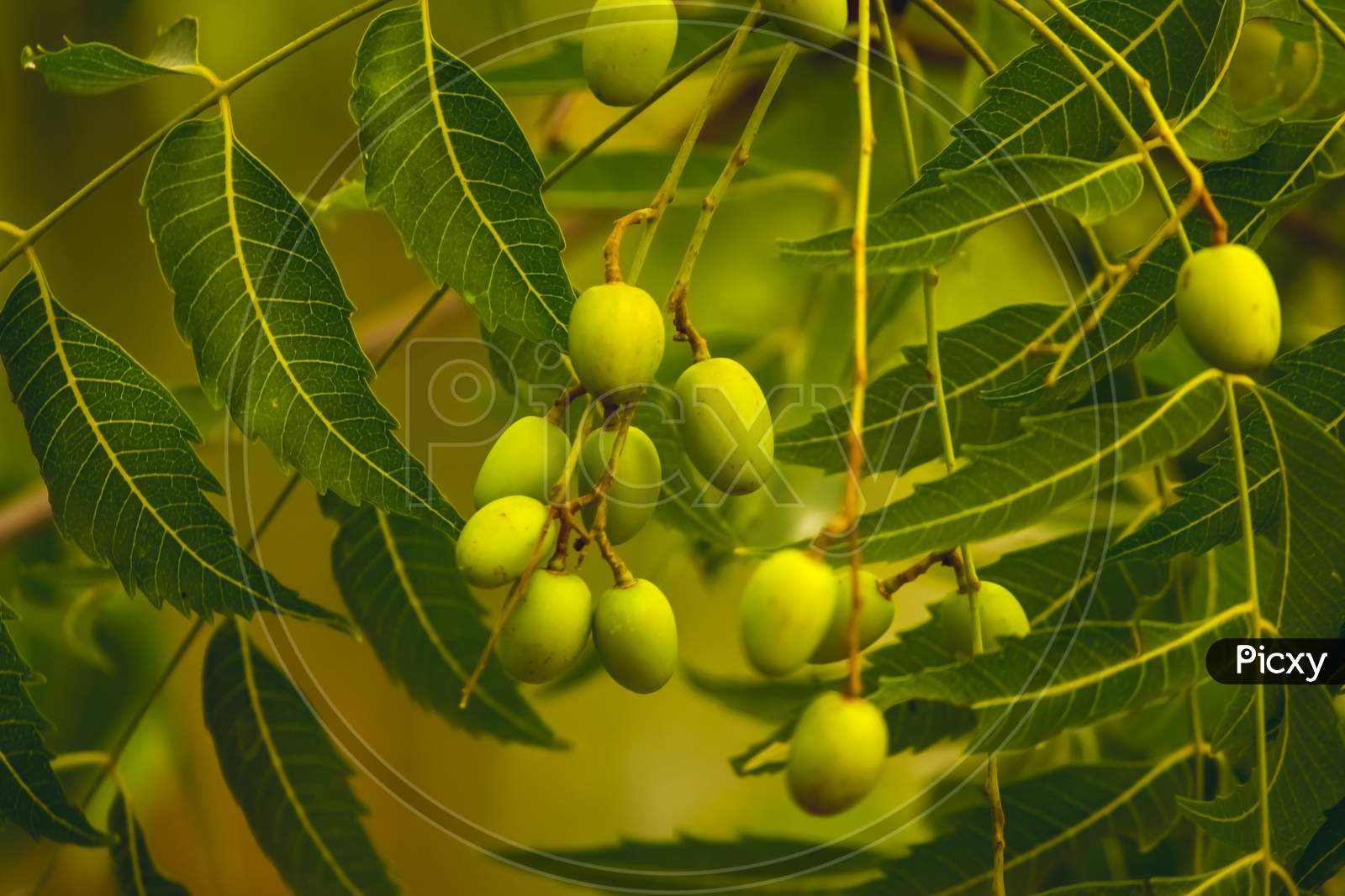 Fresh Neem Fruit On Tree With Leaf On Nature Background. A Leaves Of Neem Tree And Fruits Growing Natural Medicinal. Azadirachta Indica,Neem, Nimtree Or Indian Lilac,Mahogany Family Meliaceae