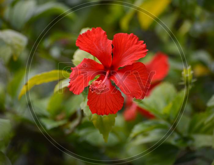 Red hibiscus flower on a green background