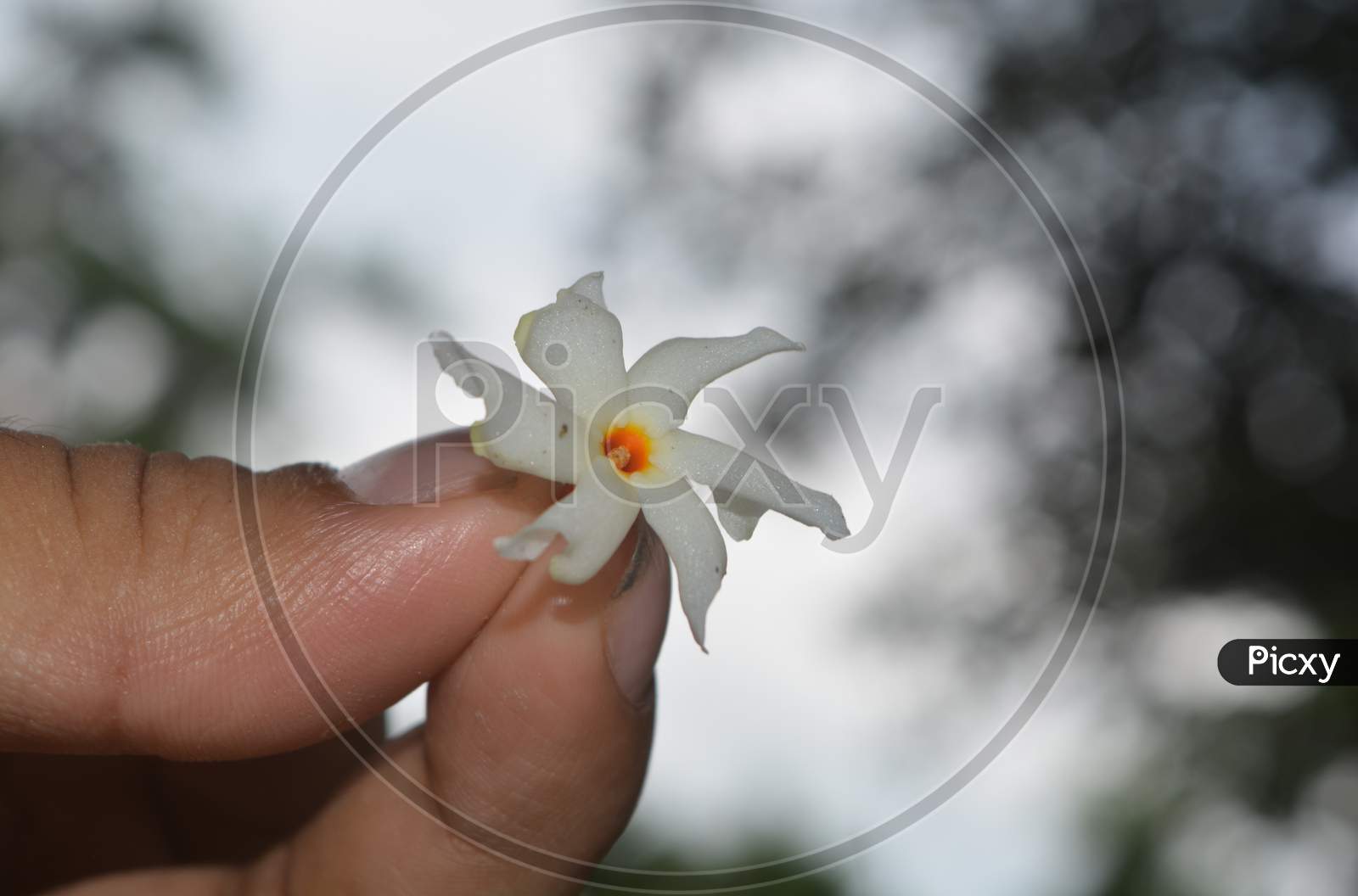 A seasonal flower of Assam, India.