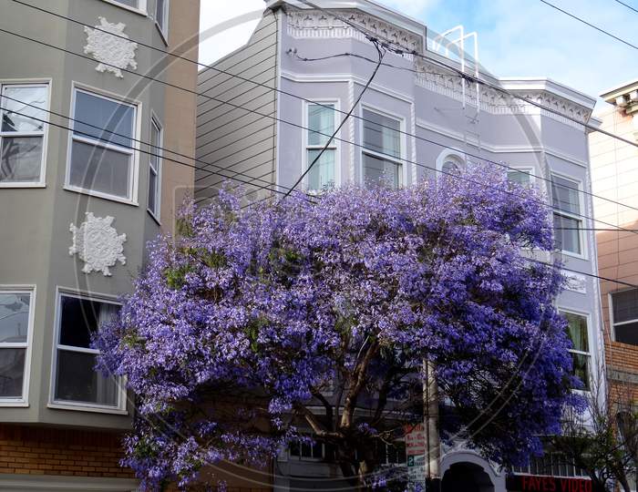 Jacaranda Tree In Front Of Typical San Francisco Building