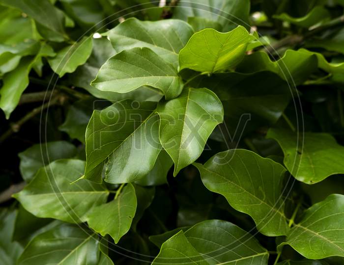 Full Frame Of Indian Millettia Pinnata Fresh Leaves