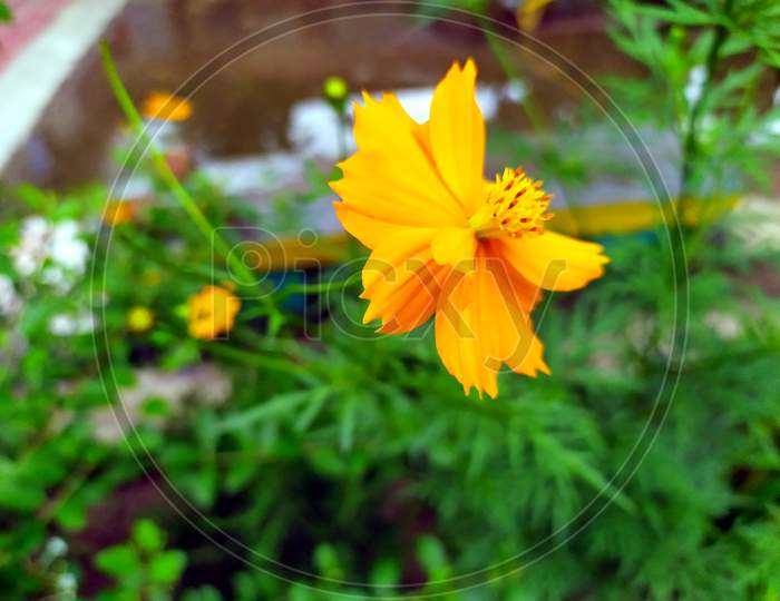 yellow flower blooming on small green plant