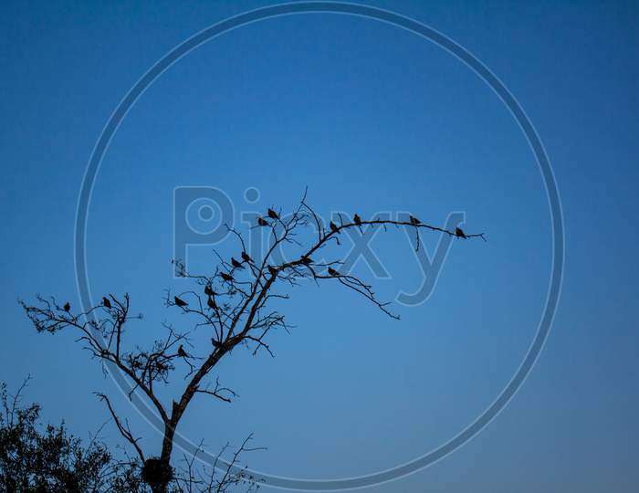 Branches Of A Dry Tree With Some Birds On Its Branches.