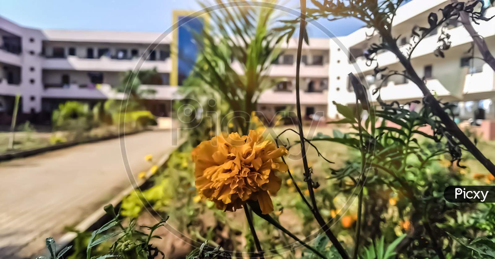 Selective focussed Marigold flower with a building in background