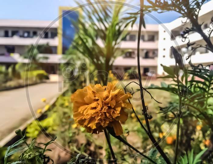 Selective focussed Marigold flower with a building in background
