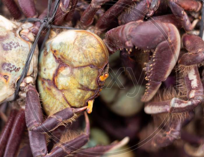 Crabs With Reddish Shell And Front Legs Finished In Tweezers. Food Of Marine Origin. Approach To Edible Animal Of Marine Origin.