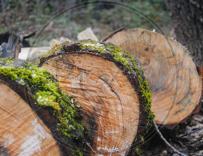 Closeup Of Texture Of Wooden Logs With Moss Over Leaves And Sawdust