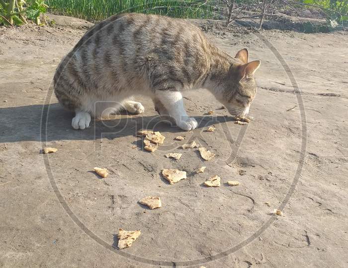 The cat is eating bread on the ground