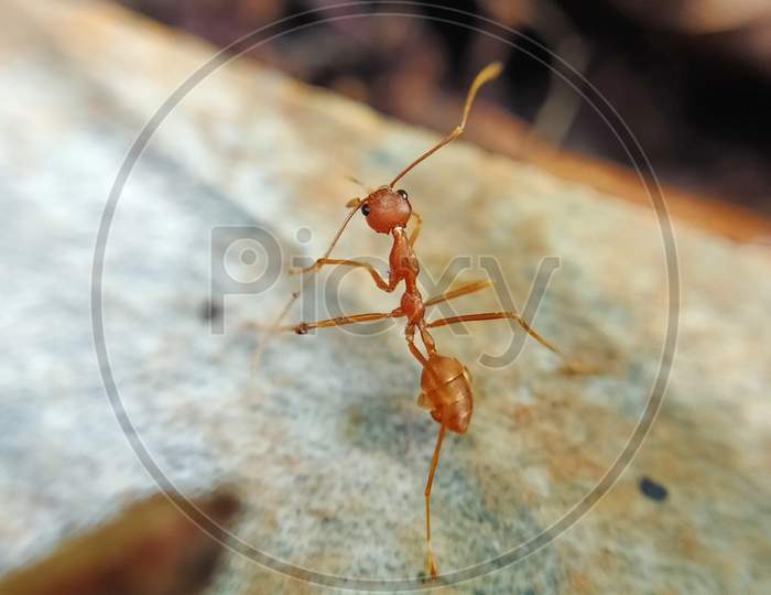 Closeup shot of an ant with blurred background