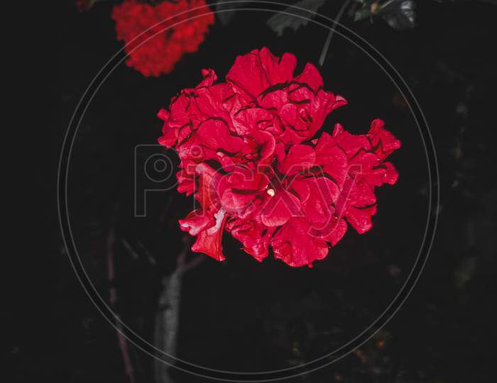 Beautiful red china rose in dark
