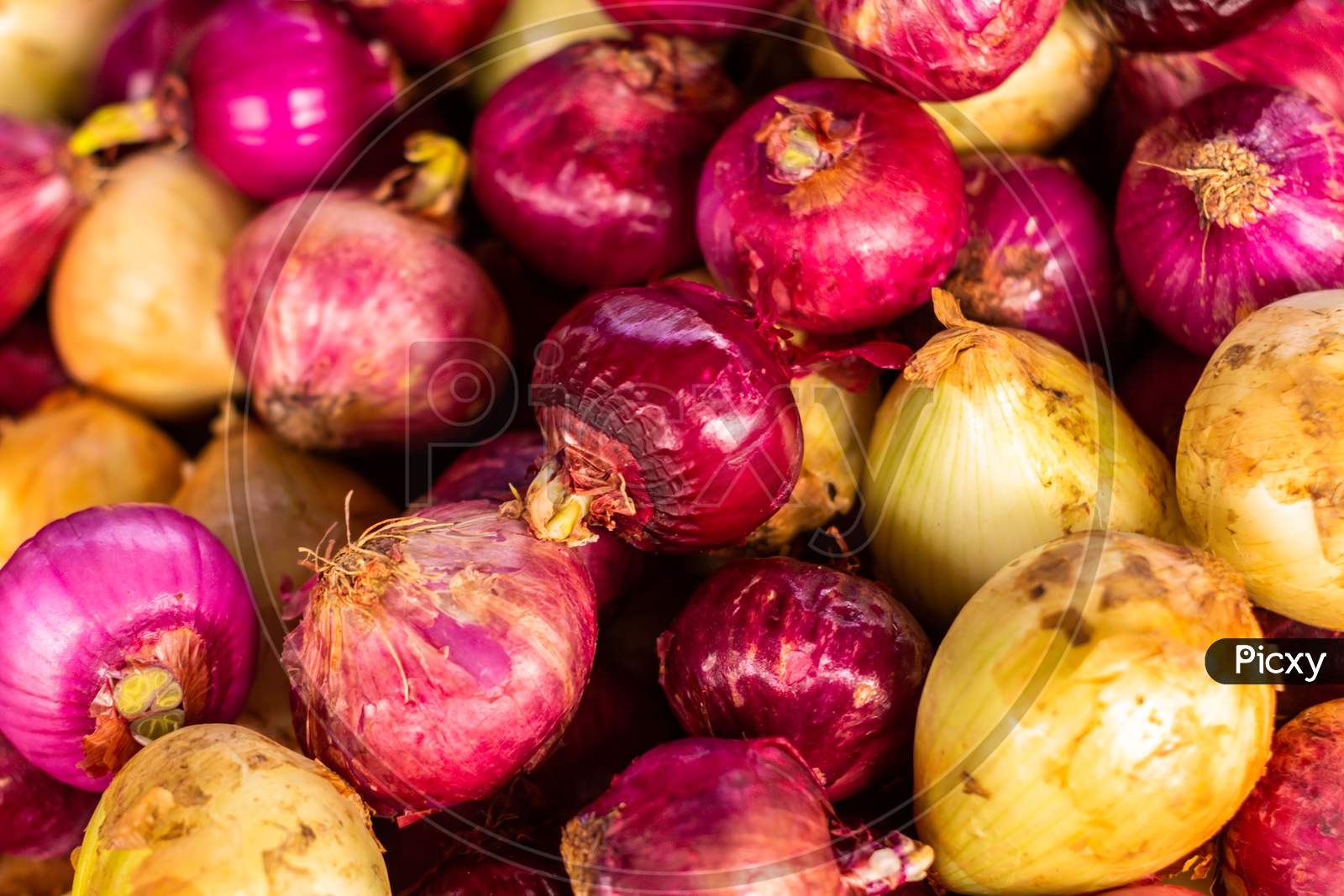 Red Onions In Unpeeled. Fresh Vegetables For Cooking. Organic Food.