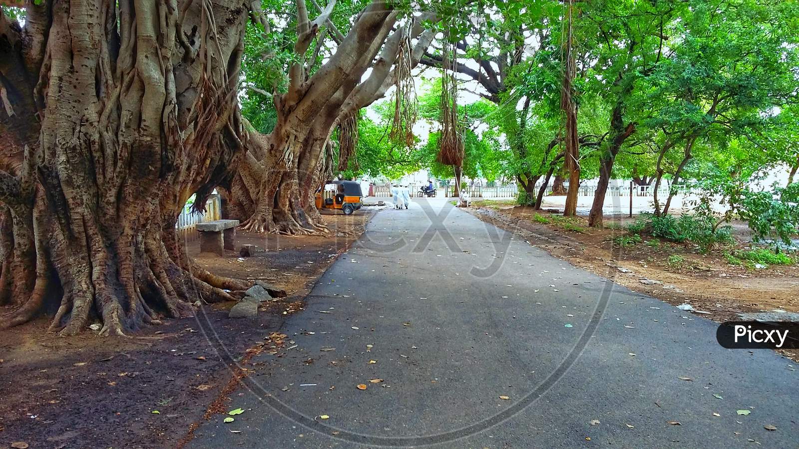 Street and Banyan tree