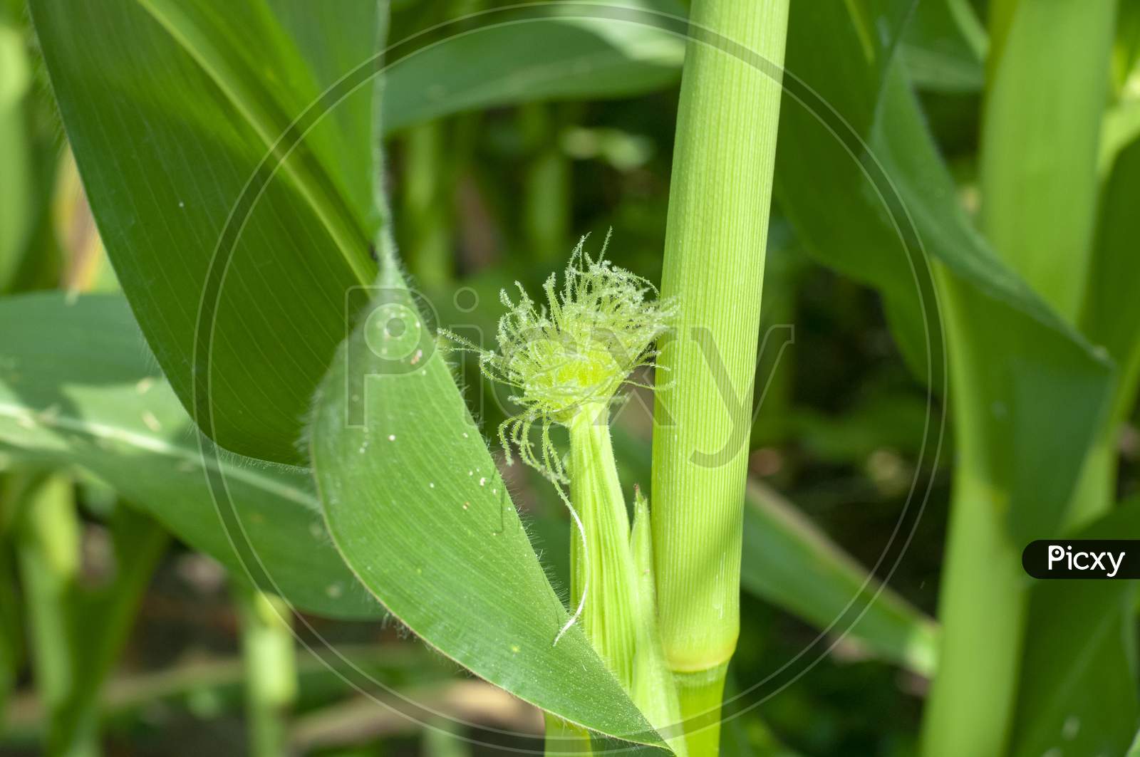 Green corn field in India
