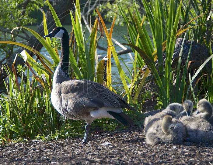 A Canada Goose With Four Baby'S At Golden Gate Park