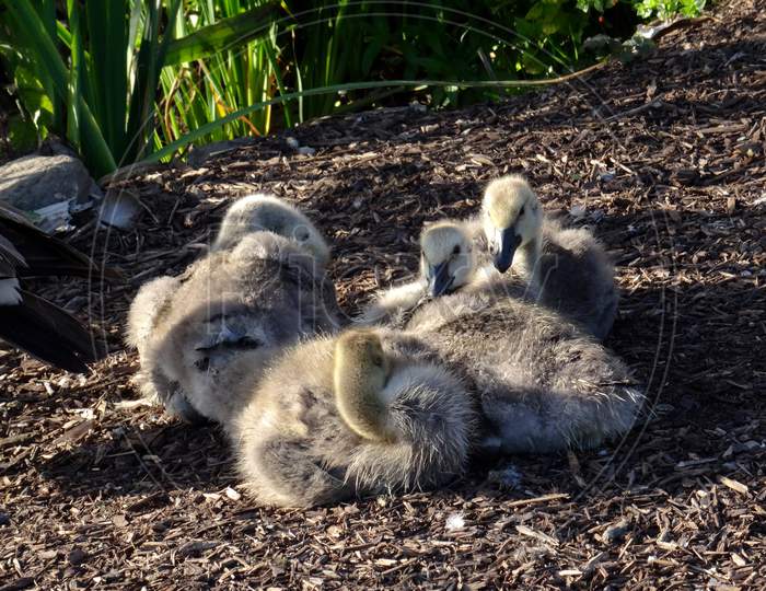 Canada Goose Chicks At Golden Gate Park