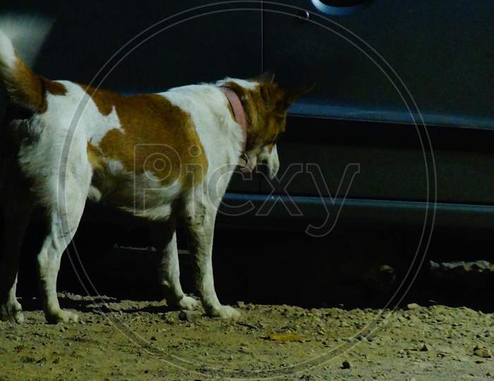Male Dog Bobby waiting for female dog to come out from under the Car for mating