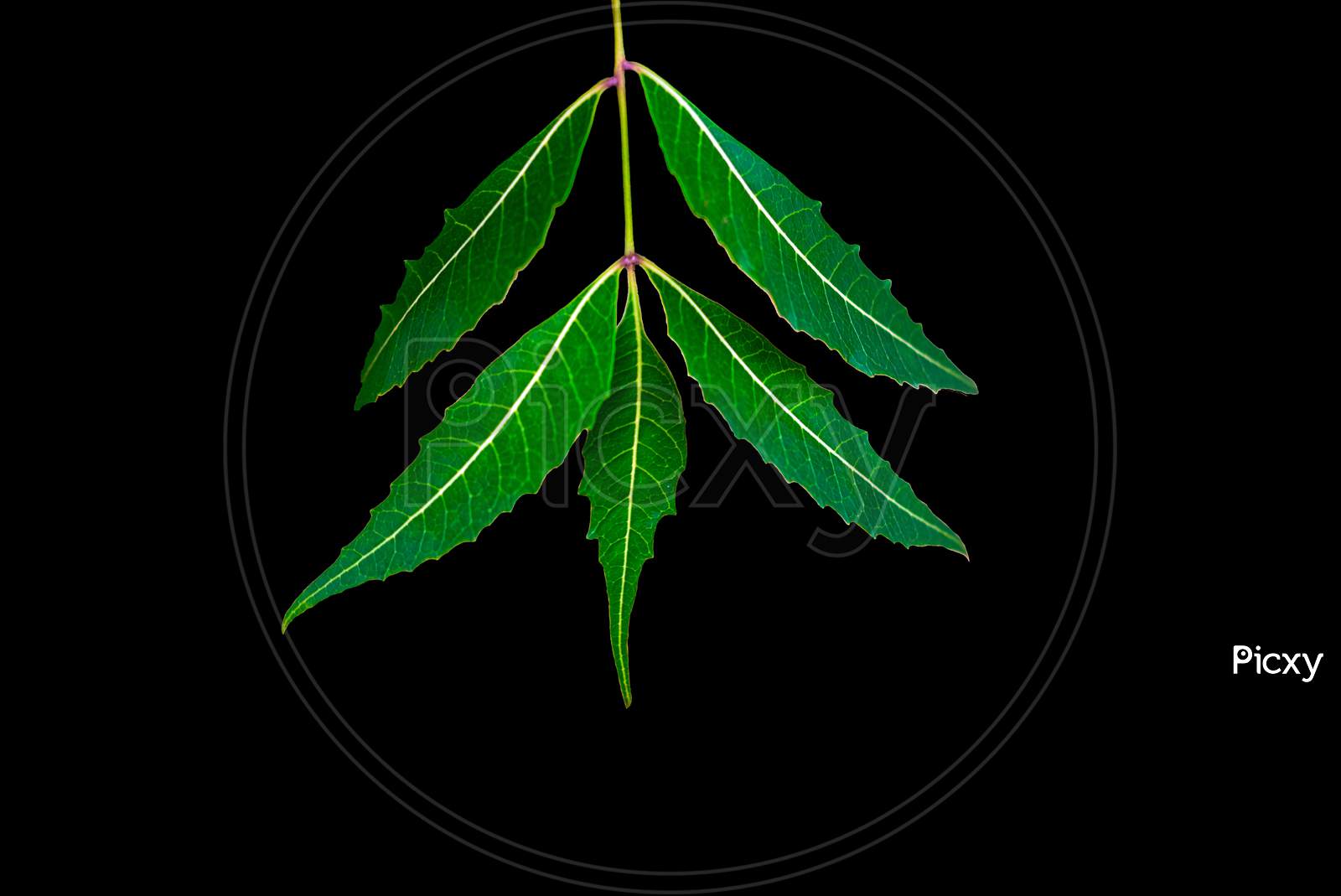 Neem Leaf Or Azadirachta Indica Leaf Isolated With Black Background