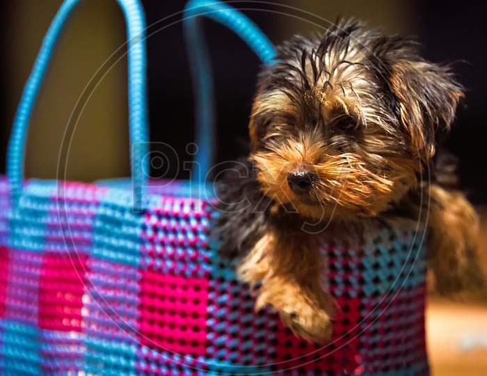Little morkie puppy dog sitting in basket