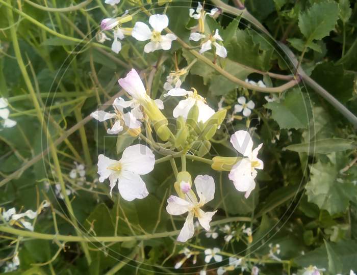 These are small white flowers with green branches