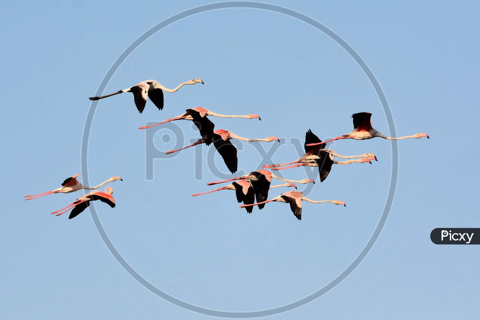 Greater Flamingos In Flock Flight