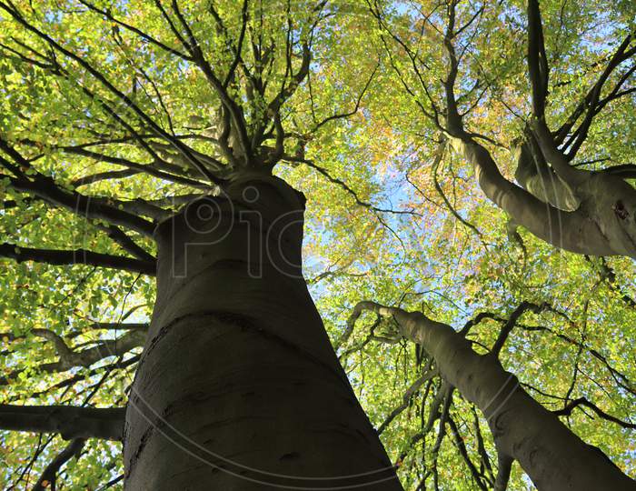 Beautiful tree crowns with leaves and fine branches in front of a blue sky