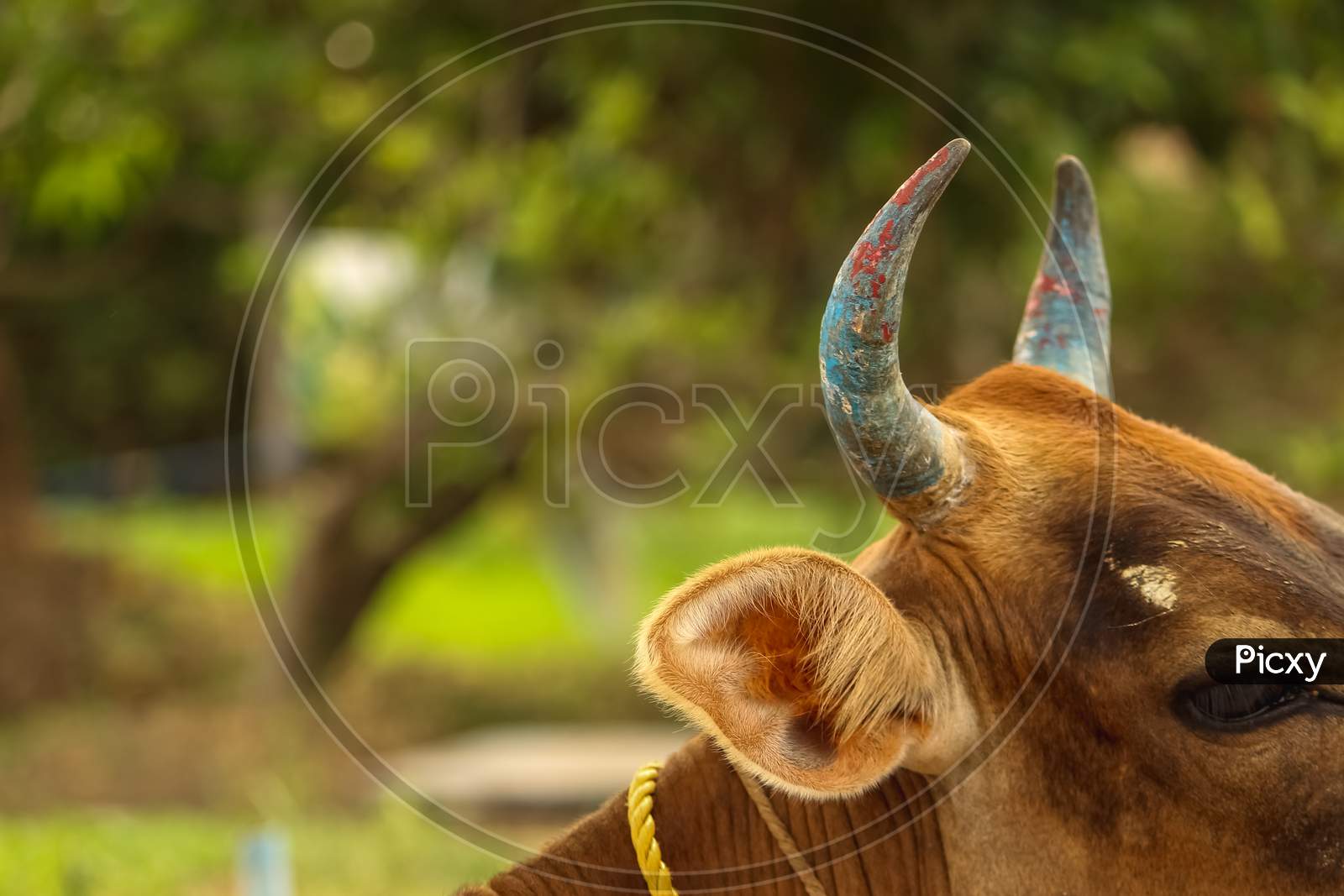 Red Cow Sitting Down With Blue Painted Horns. Indian Cow Horns. Color Cow Horns