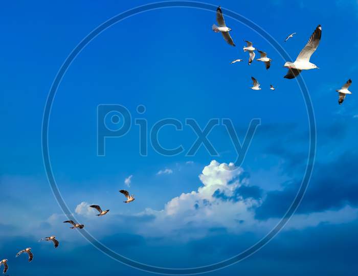 Seagull flying over clear blue sunny sky