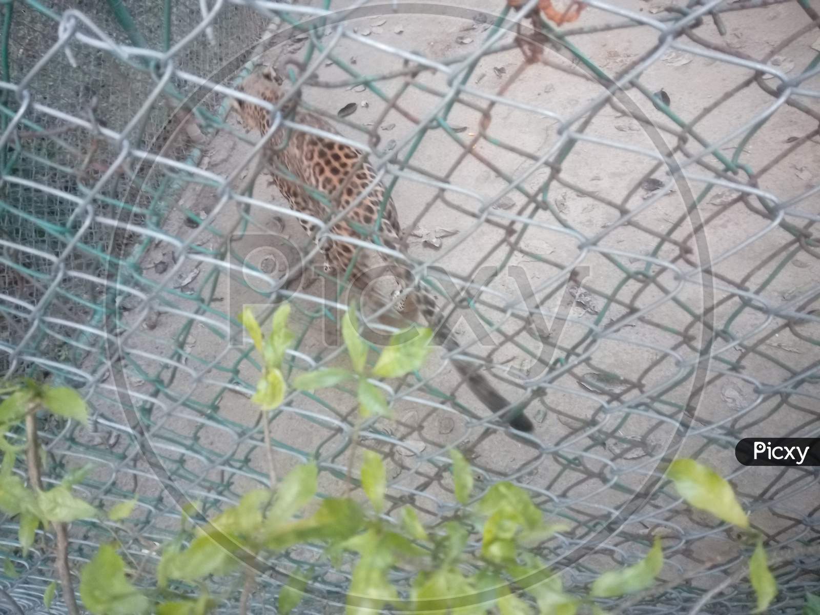 An Indian leopard in the zoo