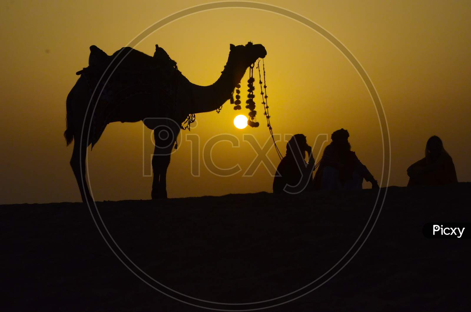 Silhouette Of People Sitting With Camel By Their Side, Thar Sand Dune During Beautiful Golden Sunset In Jaisalmer, India.